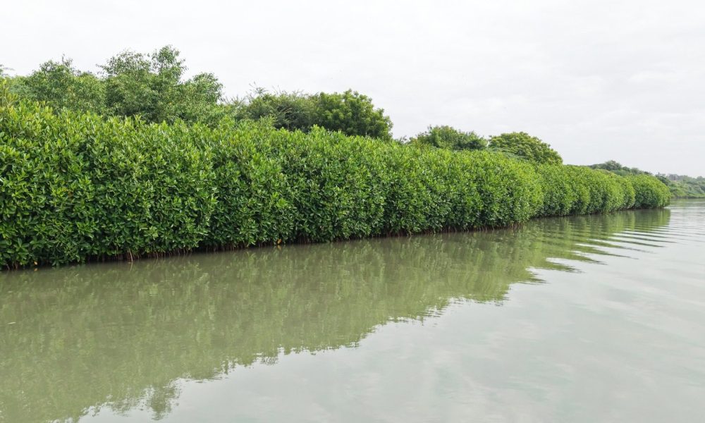 Mangroves, Sand Dunes and the Coastal Lifeline of Cuddalore: Why Protecting the Uppanar Ecosystem Matters