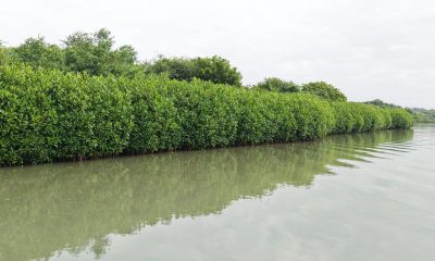 Mangroves, Sand Dunes and the Coastal Lifeline of Cuddalore: Why Protecting the Uppanar Ecosystem Matters