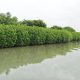 Mangroves, Sand Dunes and the Coastal Lifeline of Cuddalore: Why Protecting the Uppanar Ecosystem Matters