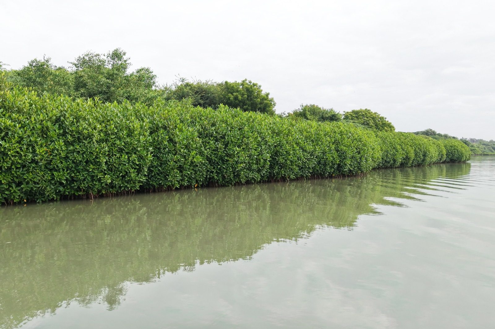 Mangroves, Sand Dunes and the Coastal Lifeline of Cuddalore: Why Protecting the Uppanar Ecosystem Matters
